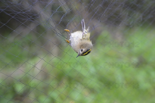 A goldcrest (Regulus regulus) hanging in a net, Japanese net, surrounded by blurred greenery, bird ringing, ornithology, bird migration research, Münsterland, North Rhine-Westphalia, Germany