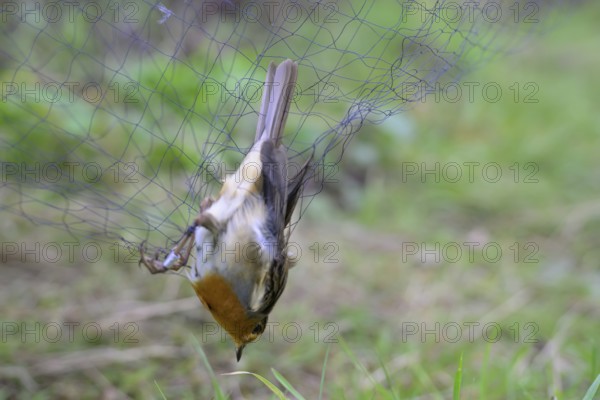 A robin (Erithacus rubecula) hanging in a net, Japan net, surrounded by blurred greenery, bird ringing, ornithology, bird migration research, Münsterland, North Rhine-Westphalia, Germany