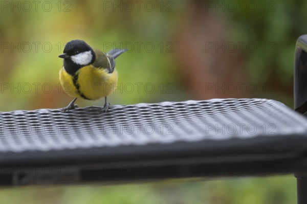 Great tit (Parus major) sitting on a garden chair, Bavaria, Germany