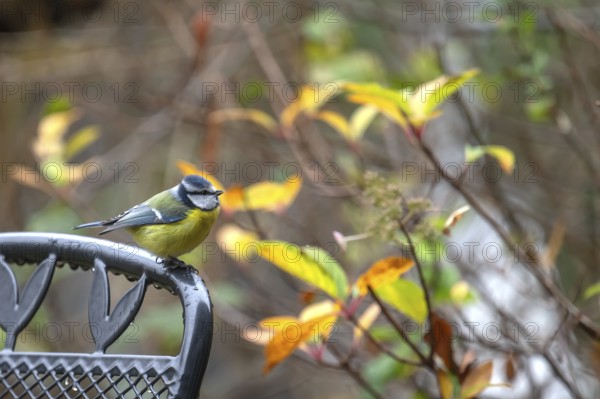 Blue tit (Cyanistes caeruleus) sitting on a garden chair, Bavaria, Germany
