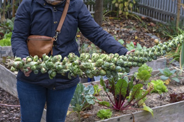 Hobby gardener proudly shows off her harvested Brussels sprouts, Bavaria, Germany