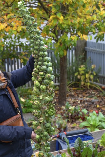 Hobby gardener proudly shows off her harvested Brussels sprouts, Bavaria, Germany