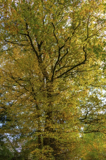 Oak trees (Quercus) in autumn colour, Franconia, Bavaria, Germany