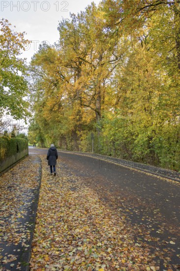 Female walker walking on a road with fallen leaves, Franconia, Bavaria, Germany