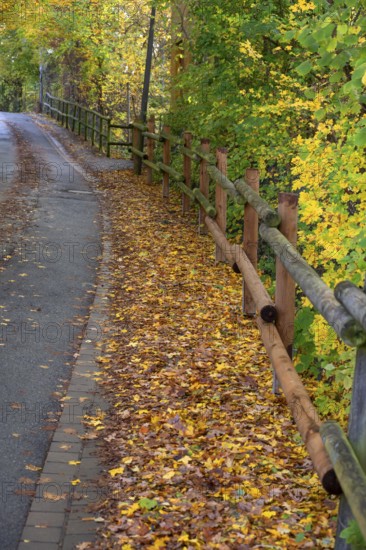 Autumn leaves on the sidewalk, Franconia, Bavaria Germany