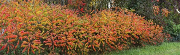 Vinegar trees (Rhus typhina) in their autumn colours, Franconia, Bavaria, Germany