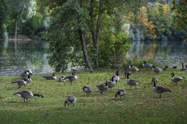 Canada goose (Branta canadensis) on a meadow at a lake, Hersbruck, Middle Franconia, Bavaria, Germany