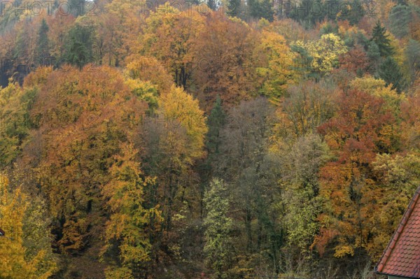 Mixed autumn forest, Franconian Switzerland, Egloffstein, Upper Franconia, Bavaria, Germany