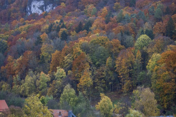 Herbstlicher Mischwald, Egloffstein, Upper Franconia, Bavaria, Germany