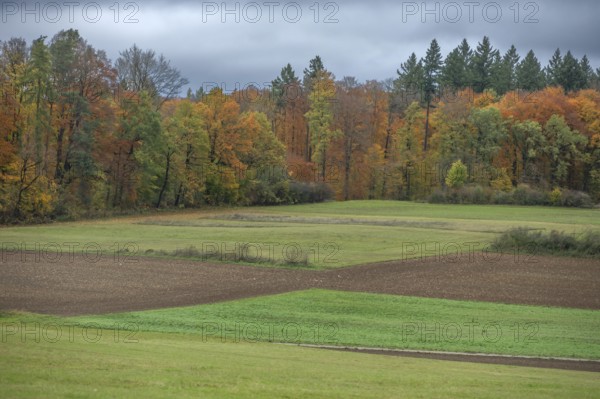 Autumn landscape with mixed autumn forest, Egloffstein, Upper Franconia, Bavaria, Germany