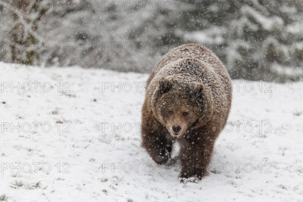 A Eurasian brown bear (Ursus arctos arctos) runs across a snow-covered meadow in hilly terrain during a snowfall. Transylvania, Romania