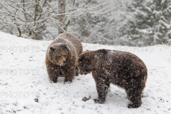 Two Eurasian brown bears (Ursus arctos arctos) meet in a snow covered meadow during snowfall. Transylvania, Romania
