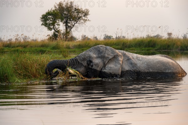 African elephant (Loxodonta africana) in the swamp, grazing, in the evening light, Xakanaxa Lagoon, Okavango Delta, Moremi Game Reserve, Botswana