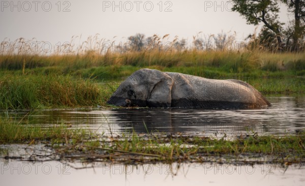 African elephant (Loxodonta africana) in the swamp, at sunset, Xakanaxa Lagoon, Okavango Delta, Moremi Game Reserve, Botswana
