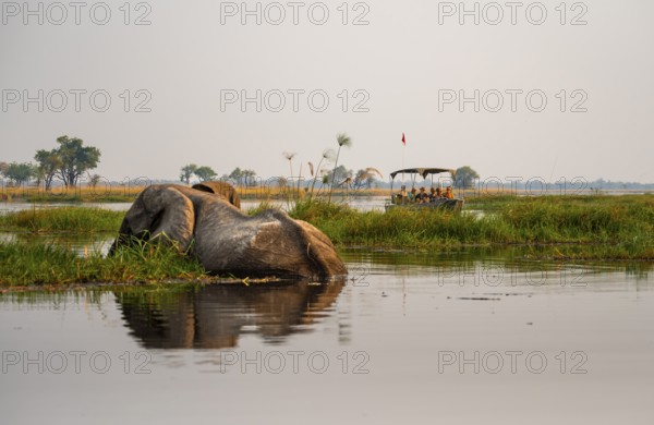 African elephant (Loxodonta africana) in the swamp, tourist boat on safari in the lagoon, Xakanaxa Lagoon, Okavango Delta, Moremi Game Reserve, Botswana