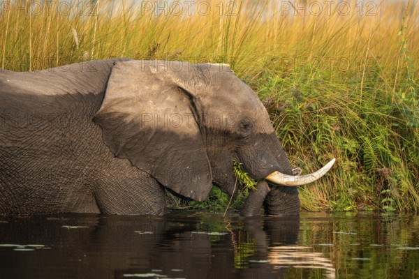 African elephant (Loxodonta africana) in the swamp, eating fern, animal portrait, Xakanaxa Lagoon, Okavango Delta, Moremi Game Reserve, Botswana
