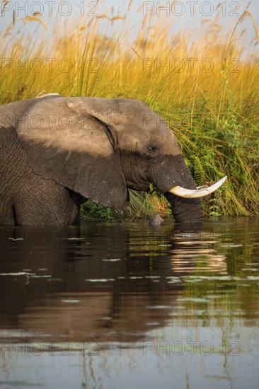 African elephant (Loxodonta africana) in the swamp, eating fern, animal portrait, Xakanaxa Lagoon, Okavango Delta, Moremi Game Reserve, Botswana