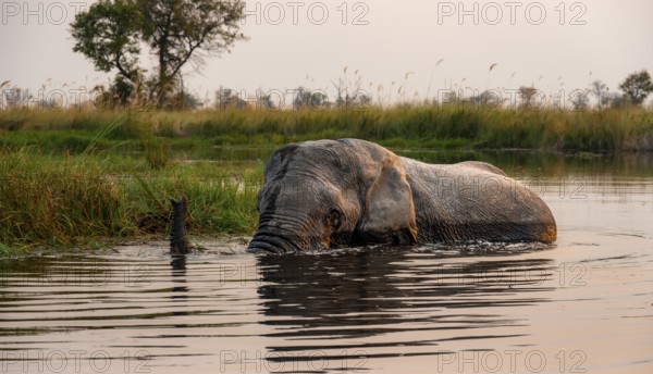 African elephant (Loxodonta africana) in the swamp, in the evening light, Xakanaxa Lagoon, Okavango Delta, Moremi Game Reserve, Botswana