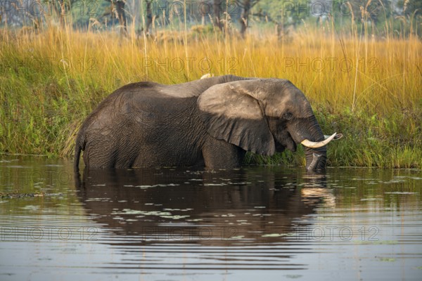 African elephant (Loxodonta africana) grazing in the swamp, Xakanaxa Lagoon, Okavango Delta, Moremi Game Reserve, Botswana
