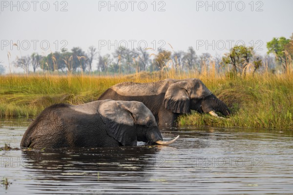 Two African elephants (Loxodonta africana) grazing in the swamp, Xakanaxa Lagoon, Okavango Delta, Moremi Game Reserve, Botswana