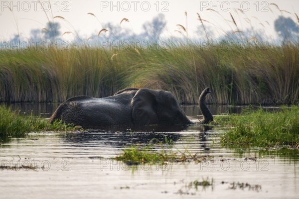 African elephant (Loxodonta africana) swimming in the swamp, Xakanaxa Lagoon, Okavango Delta, Moremi Game Reserve, Botswana