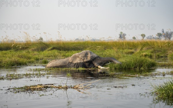 African elephant (Loxodonta africana) swimming in the swamp, grazing, Xakanaxa Lagoon, Okavango Delta, Moremi Game Reserve, Botswana