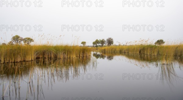 Marsh Landscape with Reeds and Lake, Xakanaxa Lagoon, Okavango Delta, Moremi Game Reserve, Botswana