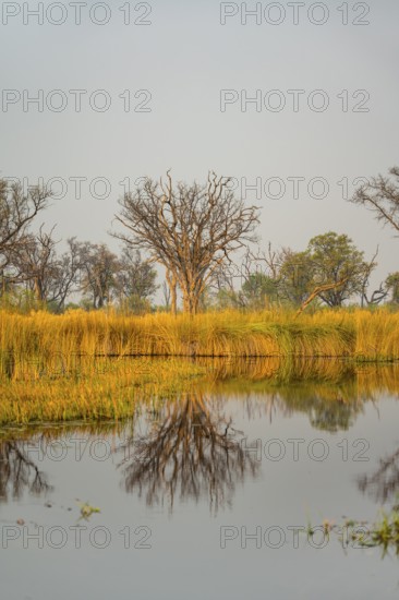 Wetland with dead trees and reeds, Xakanaxa Lagoon, Okavango Delta, Moremi Game Reserve, Botswana