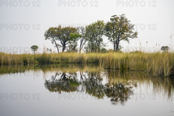 Marsh Landscape with Trees and Reeds, Xakanaxa Lagoon, Okavango Delta, Moremi Game Reserve, Botswana