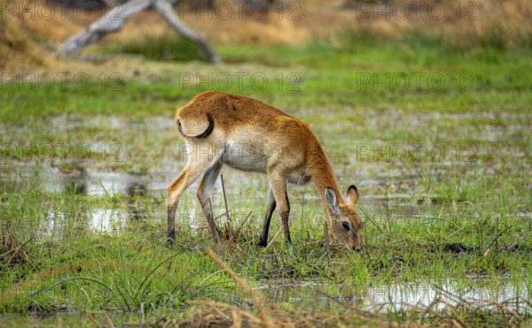 Letschwe or lychee moor antelope (Kobus leche), grazing on the shore, Xakanaxa, Okavango Delta, Moremi Game Reserve, Botswana