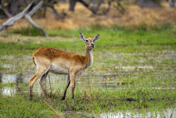 Letschwe or lychee moor antelope (Kobus leche), on the lakeshore, Xakanaxa, Okavango Delta, Moremi Game Reserve, Botswana