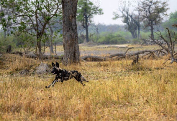 African wild dog (Lycaon pictus) running, hunting, Xakanaxa, Okavango Delta, Moremi Game Reserve, Botswana