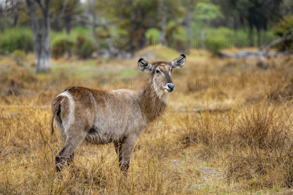 Elliptic waterbuck (Kobus ellipsiprymnus), Okavango Delta, Moremi Game Reserve, Botswana