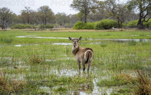 Elliptic waterbuck (Kobus ellipsipiprymnus), standing in shallow water, Okavango Delta, Moremi Game Reserve, Botswana