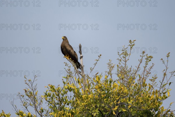 Black Kite (Milvus migrans) sitting on a branch against a blue sky, Xakanaxa, Okavango Delta, Moremi Game Reserve, Botswana