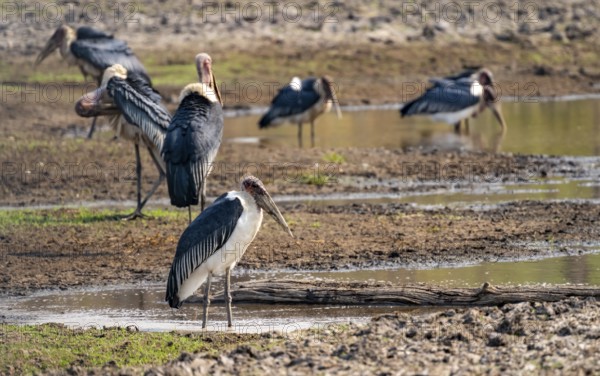 Marabou (Leptoptilos crumenifer), group standing at the water's edge, Xakanaxa, Okavango Delta, Moremi Game Reserve, Botswana