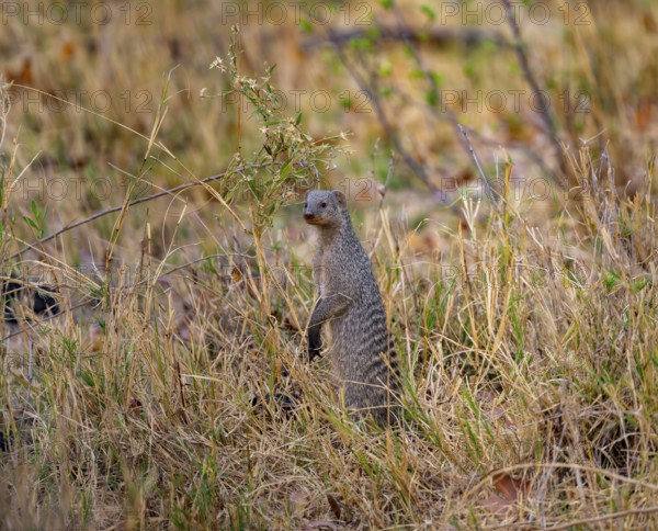 Zebra mongoose (Mungos mungo) standing upright, Xakanaxa, Okavango Delta, Moremi Game Reserve, Botswana