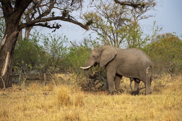 Elephant (Loxodonta africana) in dry grass, bull, Xakanaxa, Moremi Game Reserve, Botswana