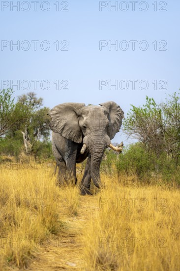 Elephant (Loxodonta africana) in dry grass, bull, Xakanaxa, Moremi Game Reserve, Botswana