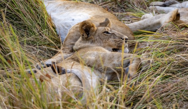 Lion (Panthera Leo) young lion lying asleep in the grass, Xakanaxa, Moremi Game Reserve, Botswana