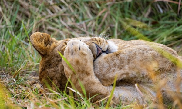 Lion (Panthera Leo) young lion lying asleep in the grass, paw over his eyes, funny, Xakanaxa, Moremi Game Reserve, Botswana