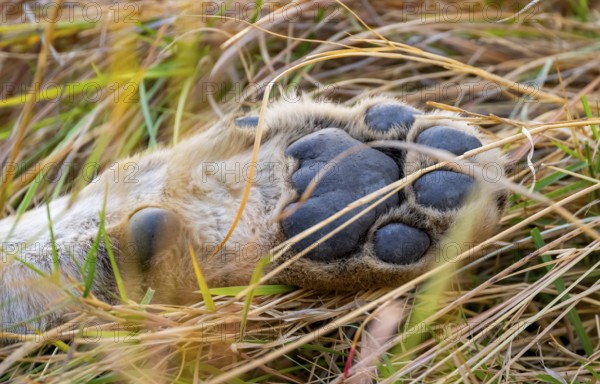 Lion (Panthera Leo) detail, front paw in the grass, Xakanaxa, Moremi Game Reserve, Botswana