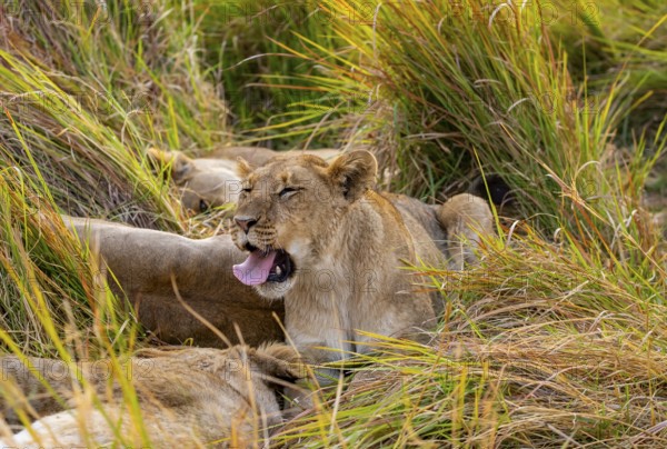 Lion (Panthera Leo) young lion yawning, sticking out his tongue, funny, Xakanaxa, Moremi Game Reserve, Botswana