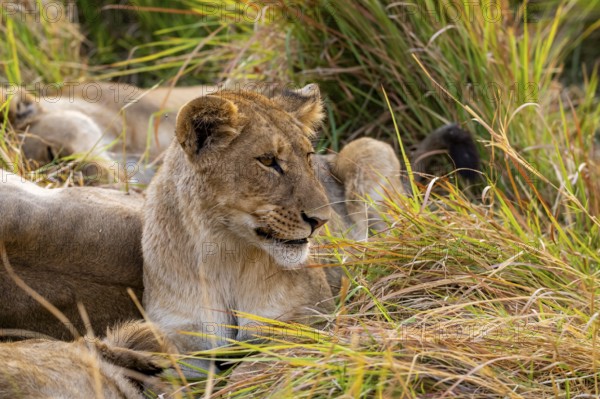 Lion (Panthera Leo) young lion lying in the grass, Xakanaxa, Moremi Game Reserve, Botswana