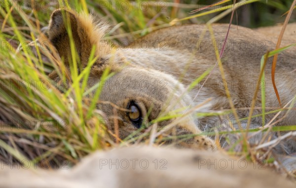 Lioness (Panthera Leo) lying in the grass, animal portrait, Xakanaxa, Moremi Game Reserve, Botswana