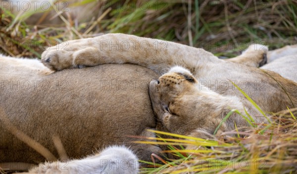 Lion (Panthera Leo) young lion lying asleep in the grass, cuddling, Xakanaxa, Moremi Game Reserve, Botswana