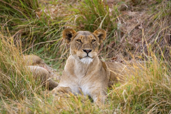 Lioness (Panthera leo) lying in the grass, Xakanaxa, Moremi Game Reserve, Botswana
