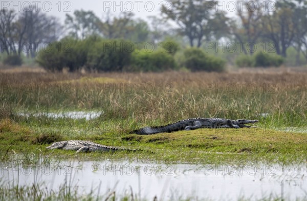 Nile crocodiles (Crocodylus niloticus), Xakanaxa, Okavango Delta, Moremi Game Reserve, Botswana
