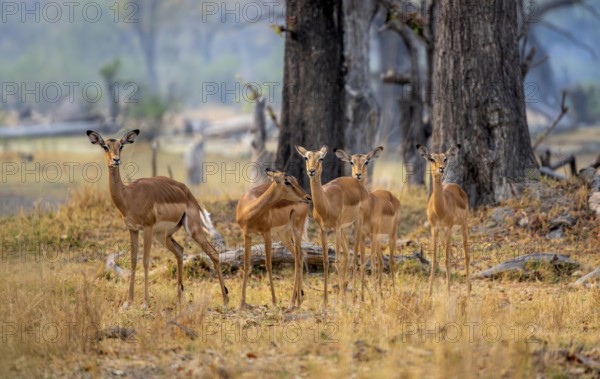 Impala (Aepyceros melampus) small herd with females, Xakanaxa, Okavango Delta, Moremi Game Reserve, Botswana