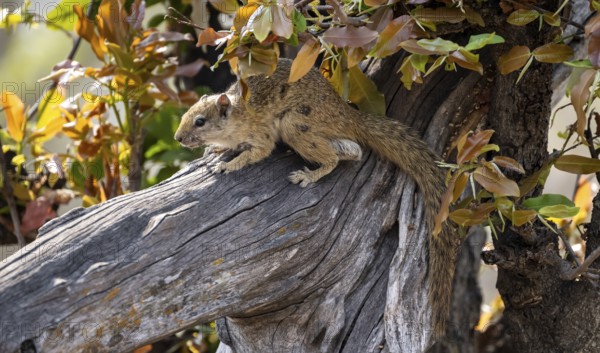 Ochre-footed bush squirrel (Paraxerus cepapi) on a branch, Xakanaxa, Okavango Delta, Moremi Game Reserve, Botswana
